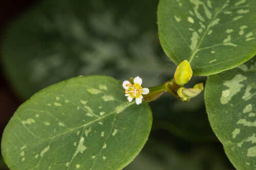 Euphorbia apocynifolia #1